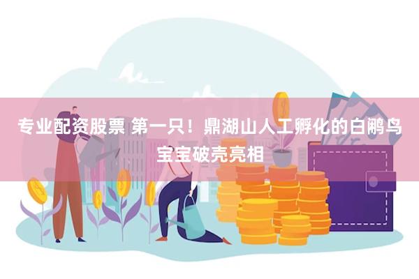 专业配资股票 第一只！鼎湖山人工孵化的白鹇鸟宝宝破壳亮相